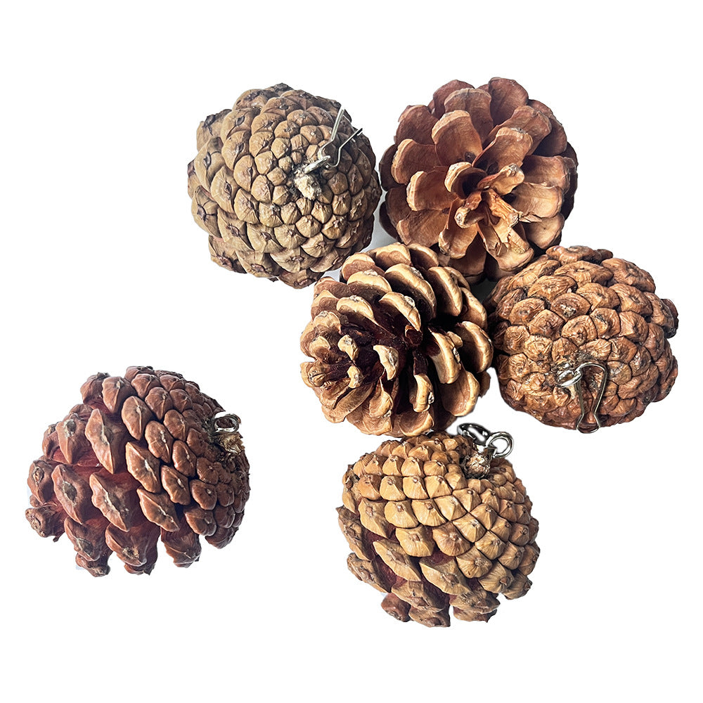 Jouet de bite de perroquet peut accrocher avec des clous de pin Cones