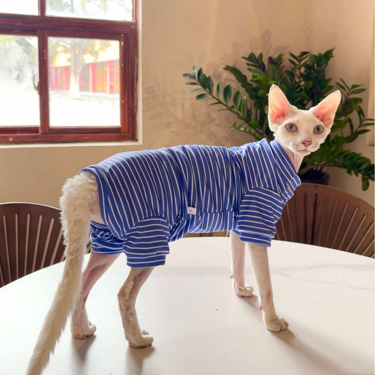 Sphynx Cat été mince respirant rayé quatre vêtements de chemise à pattes pour les chats sans cheveux