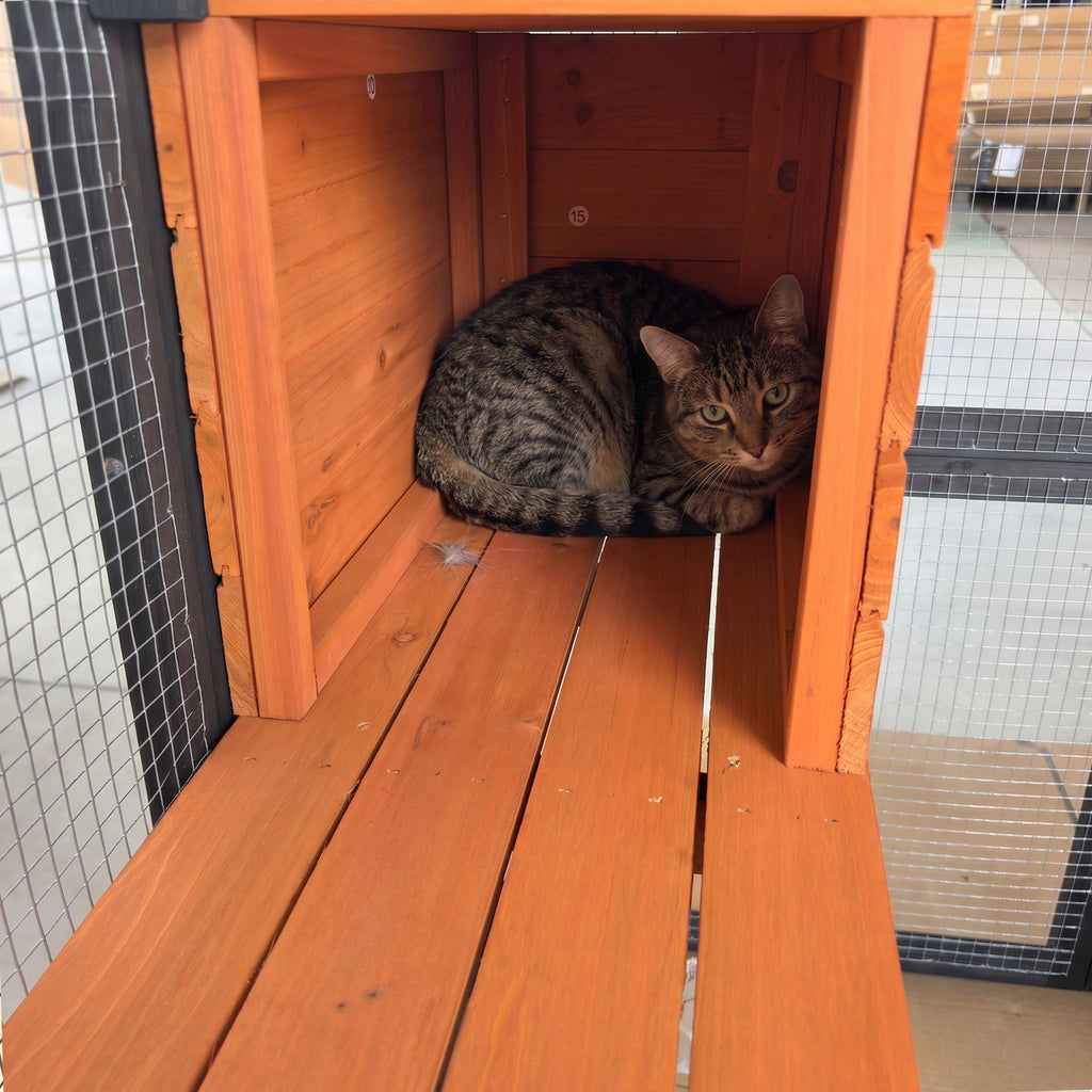 Catio en bois noir de 62.6" pour chats