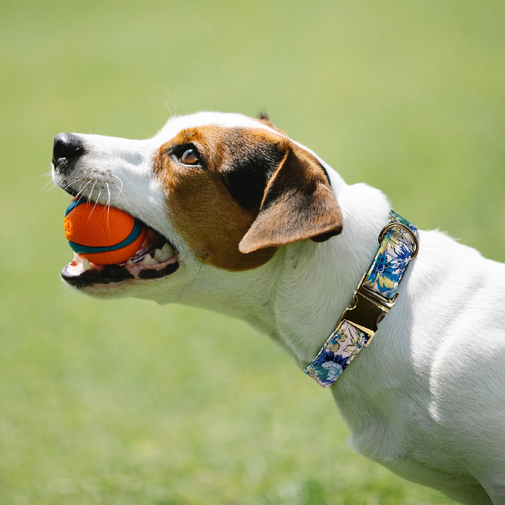 Collier gravé sur chien