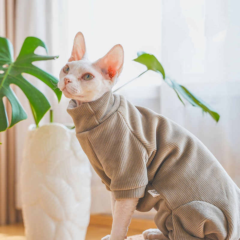 Les vêtements de chat et de chat de Devon sont épais pour l'automne Et l'hiver