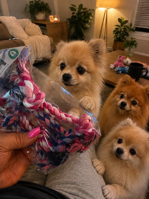 Mini Paquet de corde à croquer pour petits chiens - Jouets de corde à croustilles pour Chihuahua