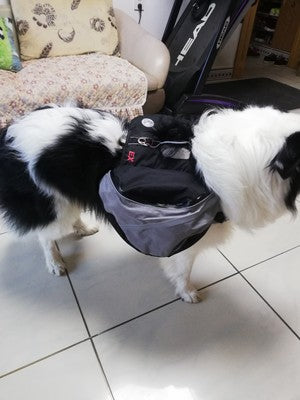 Sac à dos pour chiens de compagnie pour grands chiens avec circonférence réglable de poitrine
