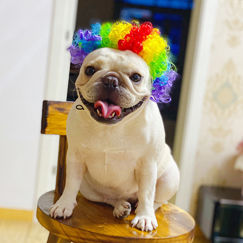 Coiffure de chien