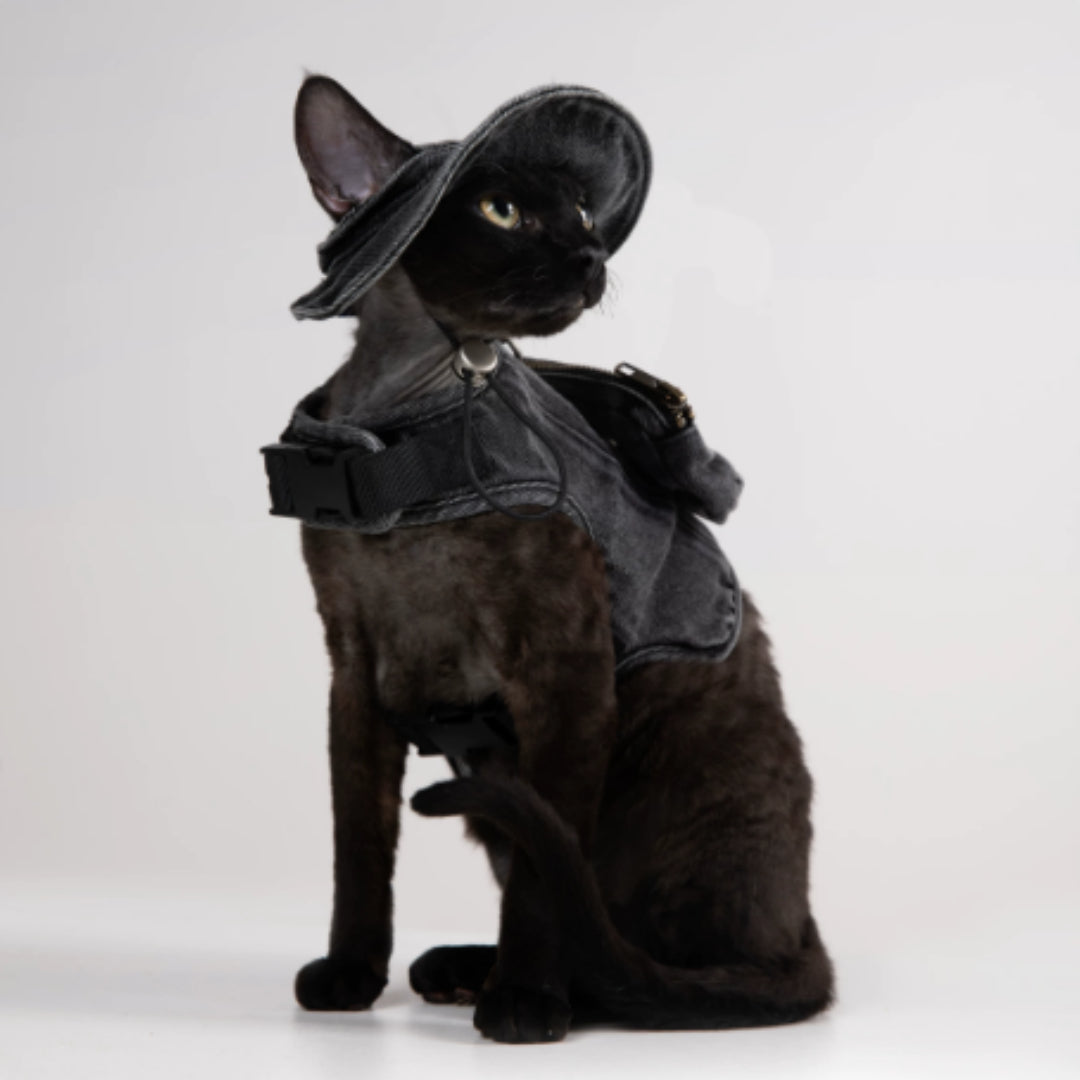 Veste de traction réglable et chapeau de pêcheur pour marcher un chat dans Devon.