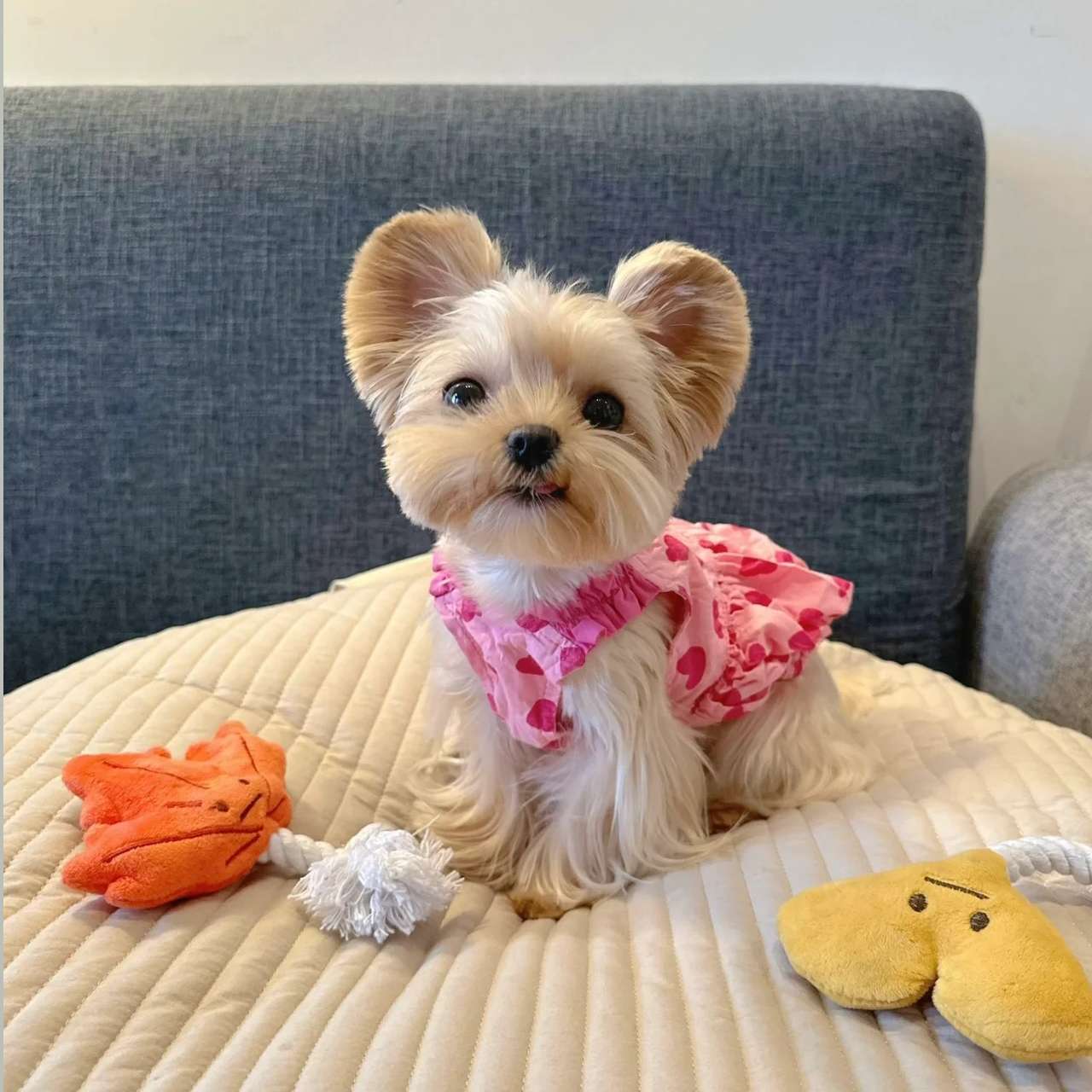 Robe de princesse pour chiens de printemps d'été