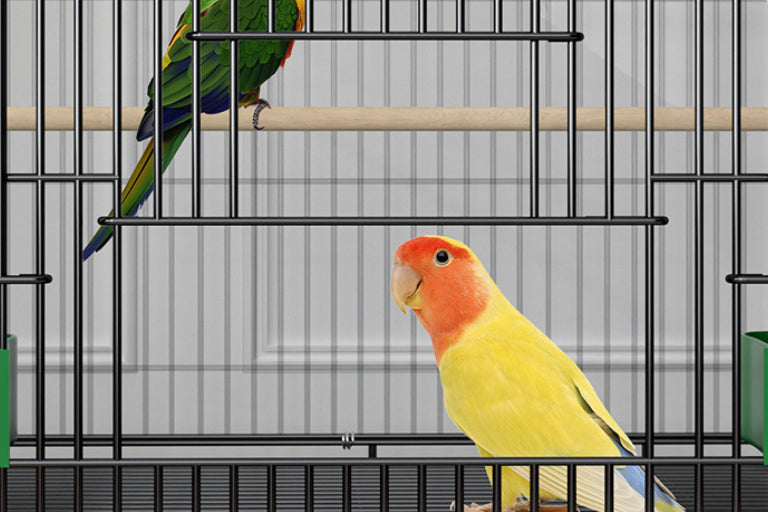Accueil Mode Personnalité Cage d'oiseau double couche
