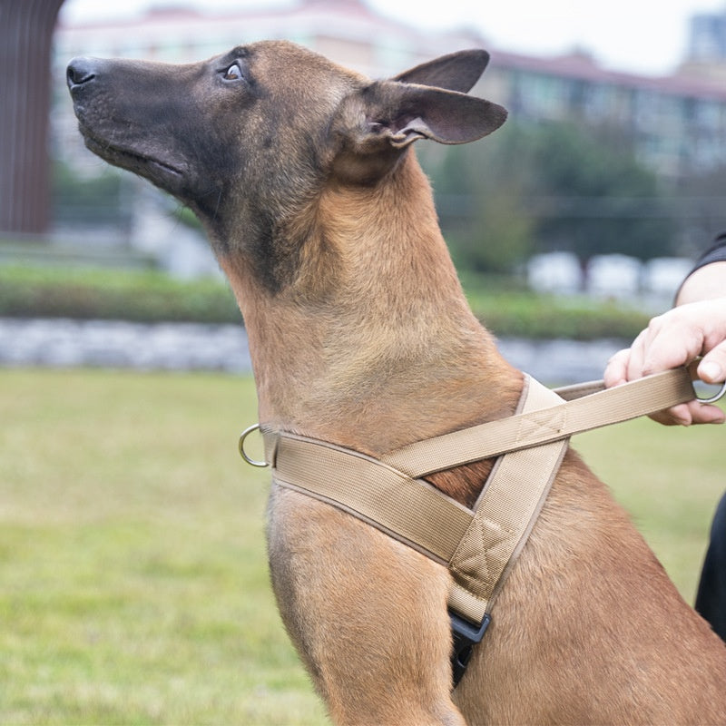 Dog Jacket Style Collar and Harness