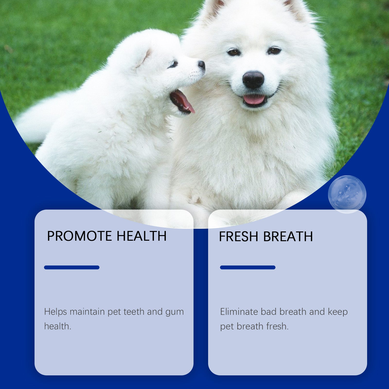 Poudre de nettoyage de dents de chien
