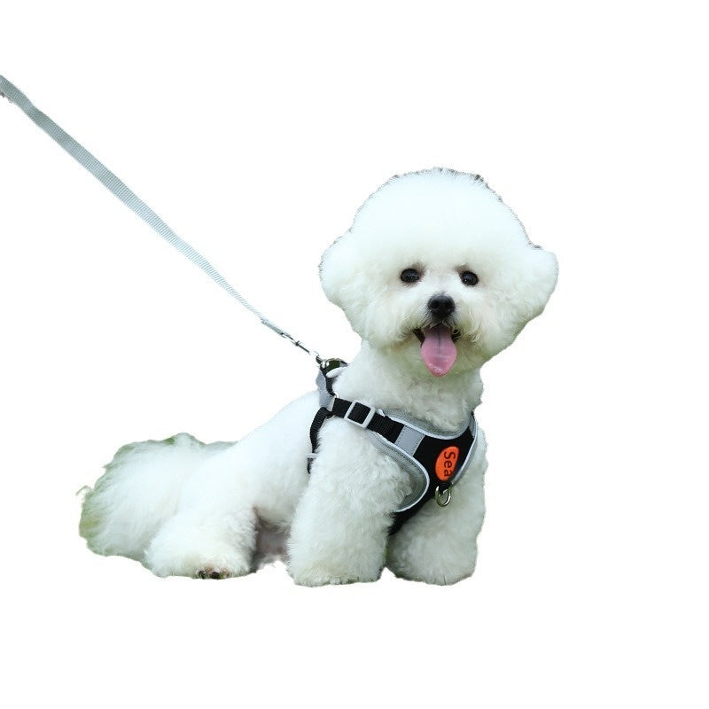 Harnais respirant respirant haute jambe Bichon et laisse