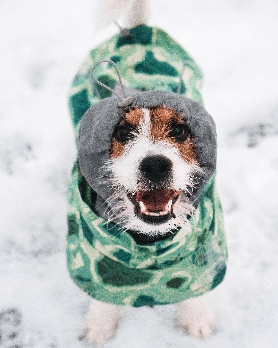 Veste en Coton Grand Chien imperméable à la neige chaude en automne et hiver