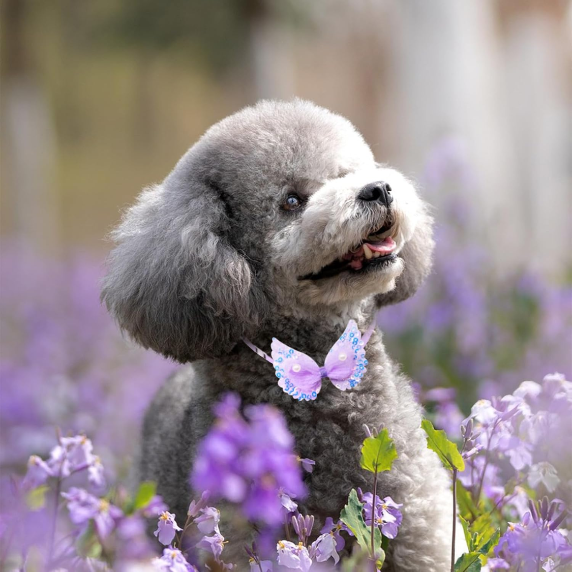 Dog and cat collar accessories, pack of 20 for grooming