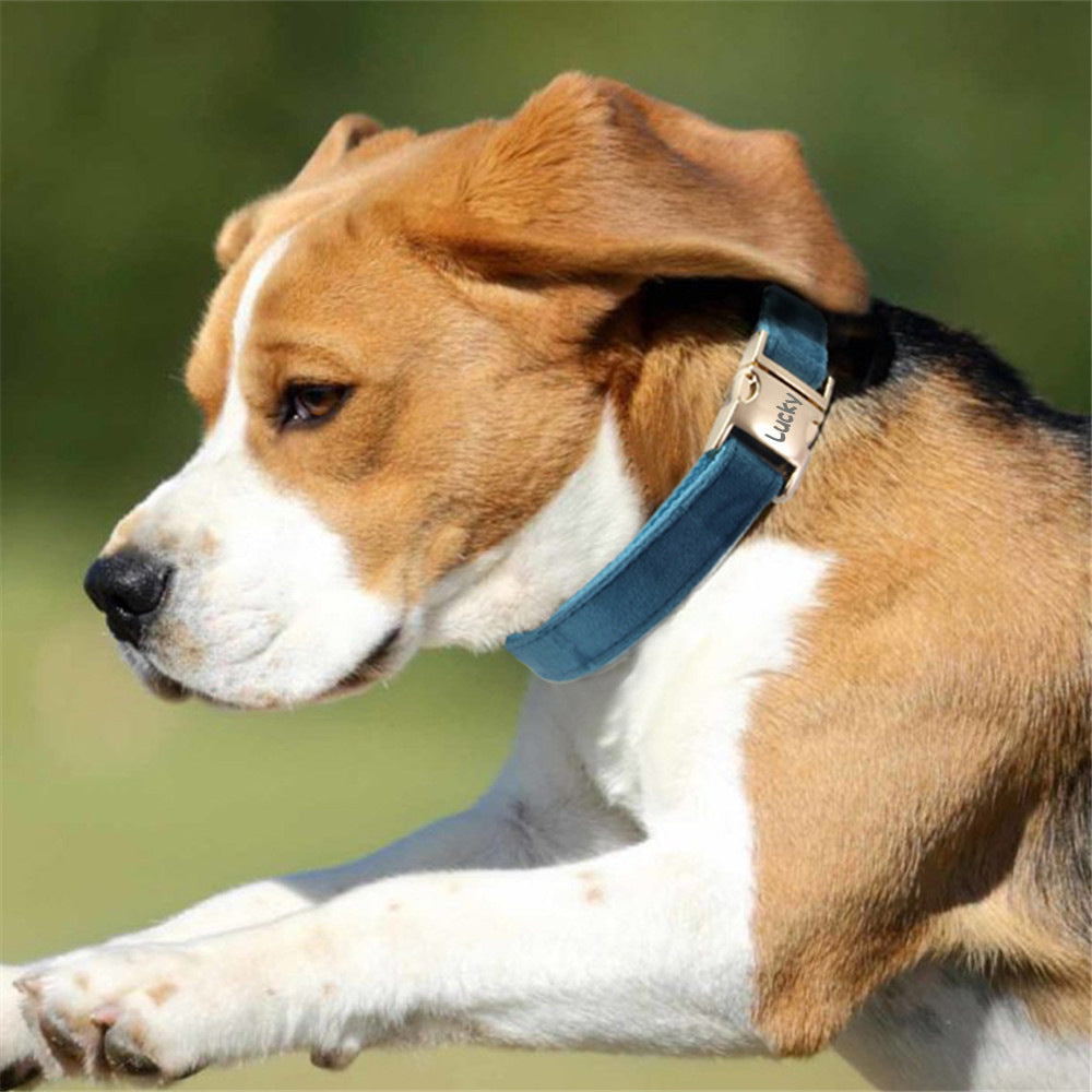 Collier de chien avec des lettres gravées