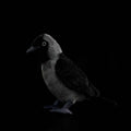 Les poupées en peluche de Jackdaw Ouest sont mignonnes