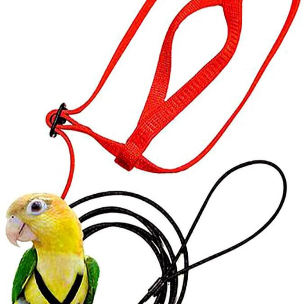 Perroquet volant avec corde volante et harnais d'oiseau