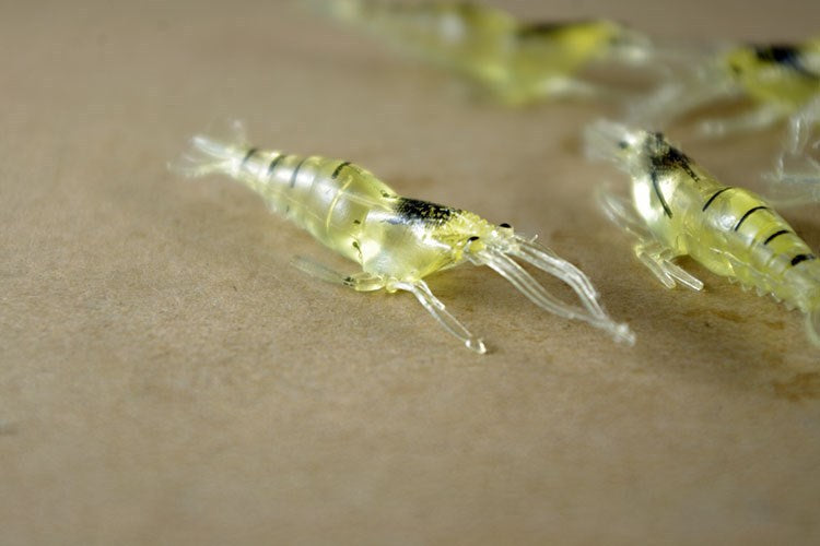 Leur lumineuse de crevettes crochetées de 4cm en PVC