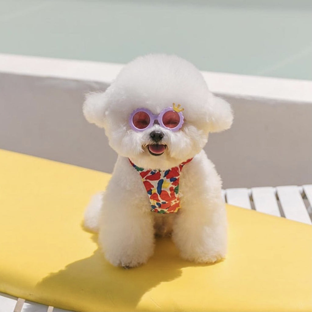 Lunettes de soleil de chat mignon de chien Photo