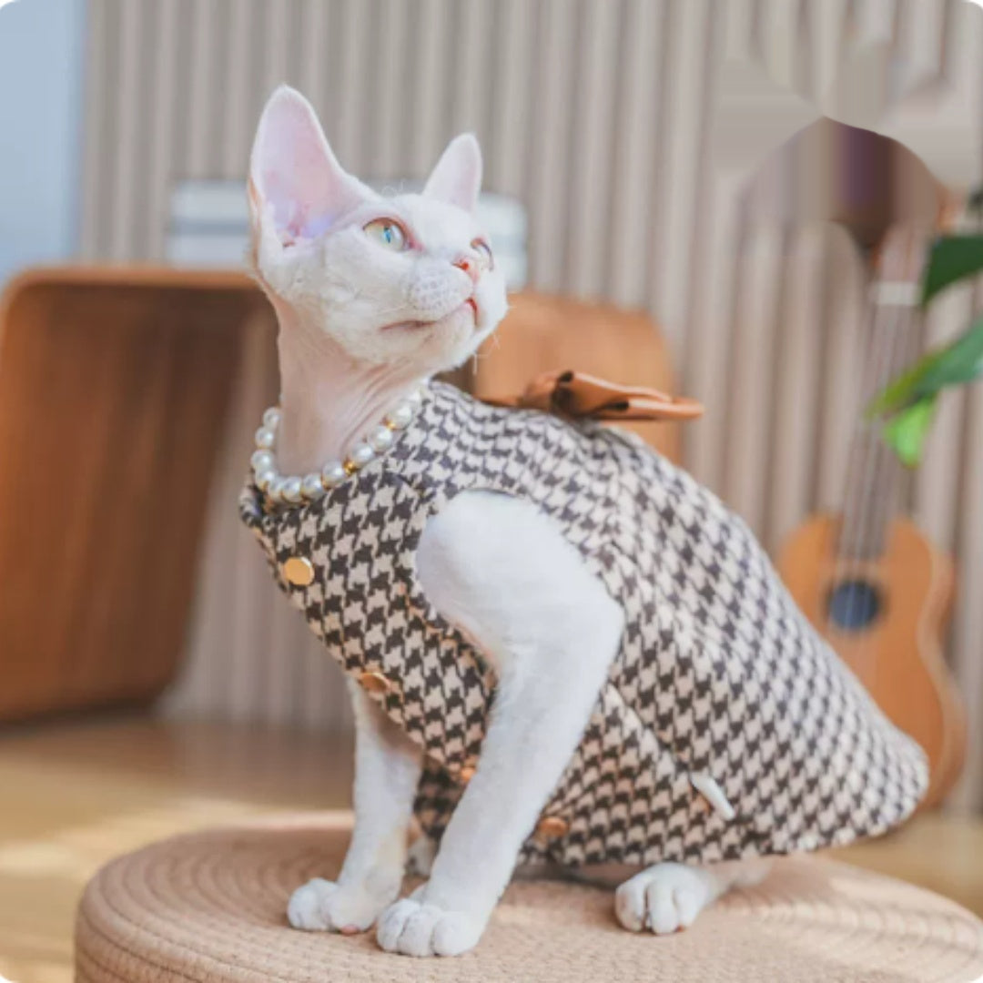 Robe sans cheveux Cat Devon Cat Kitten