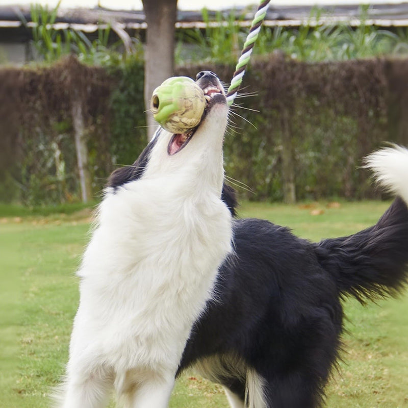 Jouets pour chiens à noeuds de boule