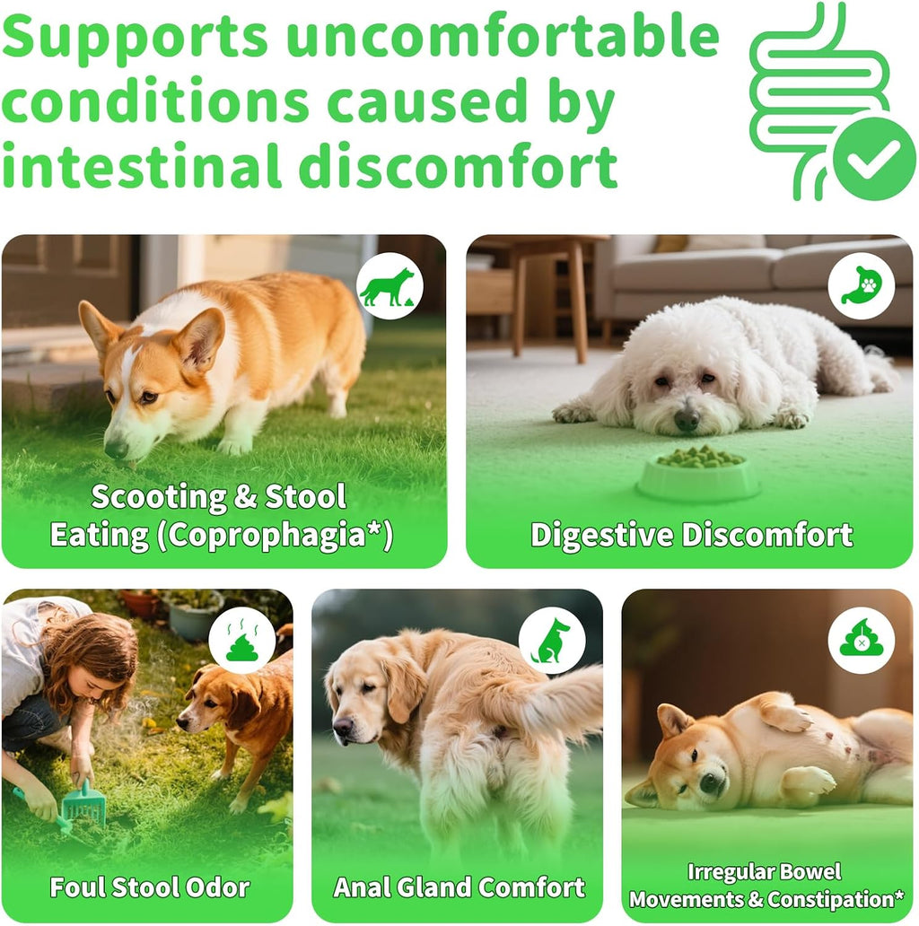 Probiotiques pour chiens Enzymes digestifs