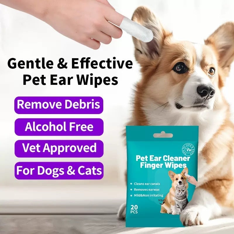 Chien de chat oreille dents nettoyage doigt Stall