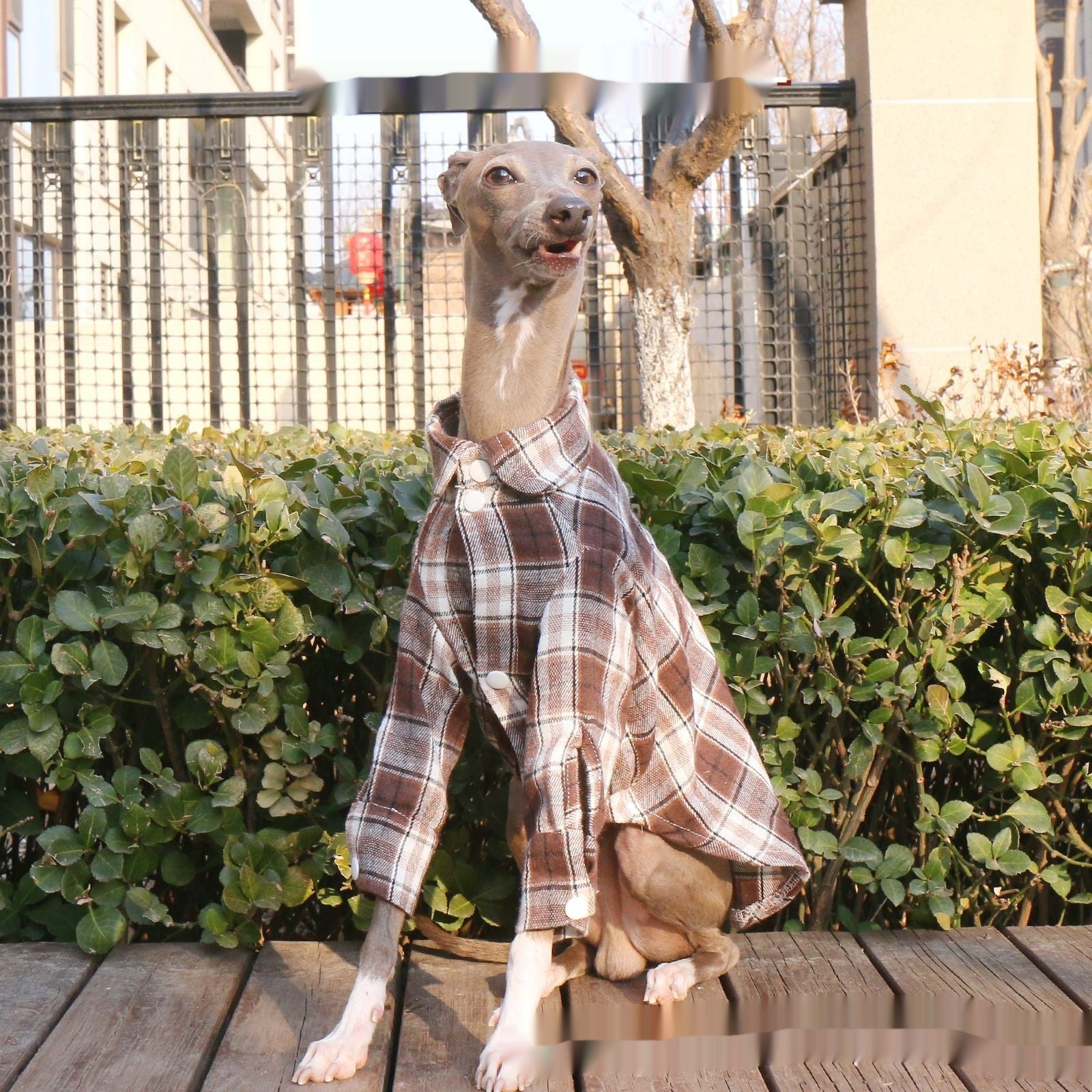 Printemps d'arrivée Plaid chien mode pour les animaux de compagnie