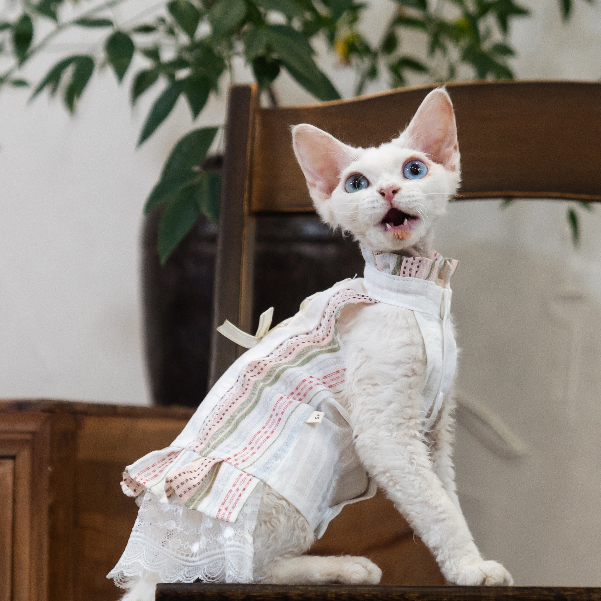 Sphynx Cat Robe Florale en coton avec Dentelle Vêtements formels pour les chats sans cheveux et Devon Rex
