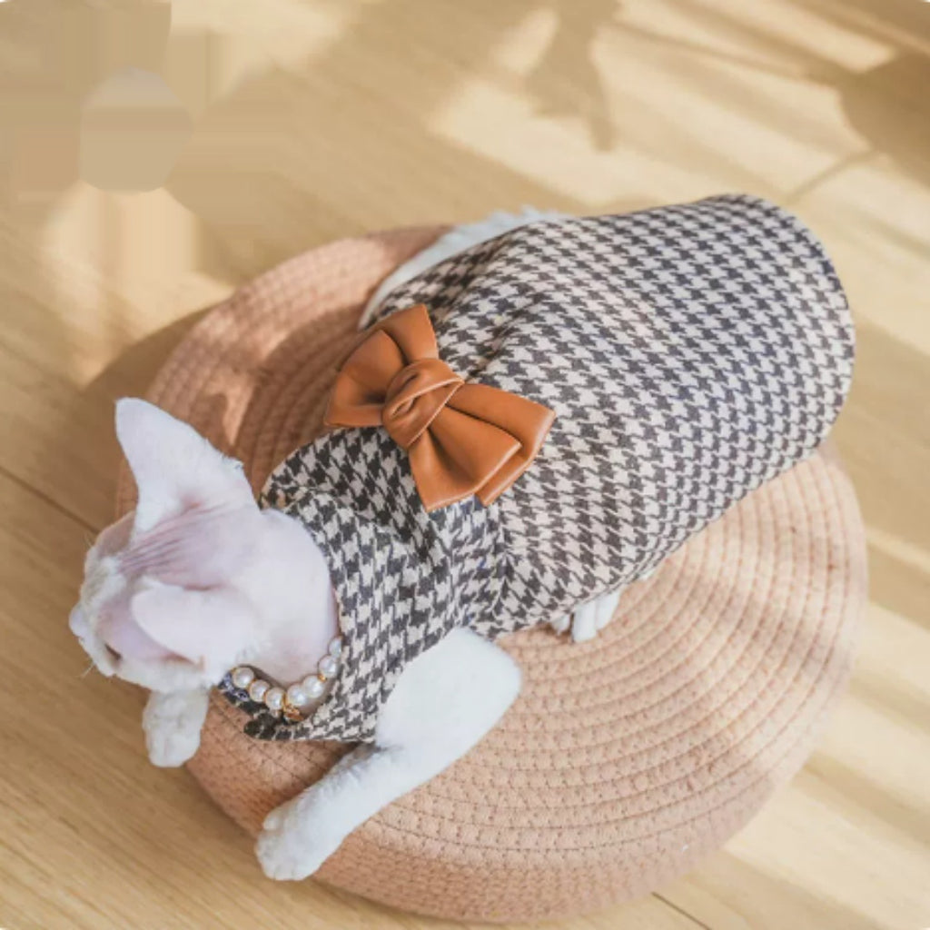 Robe sans cheveux Cat Devon Cat Kitten