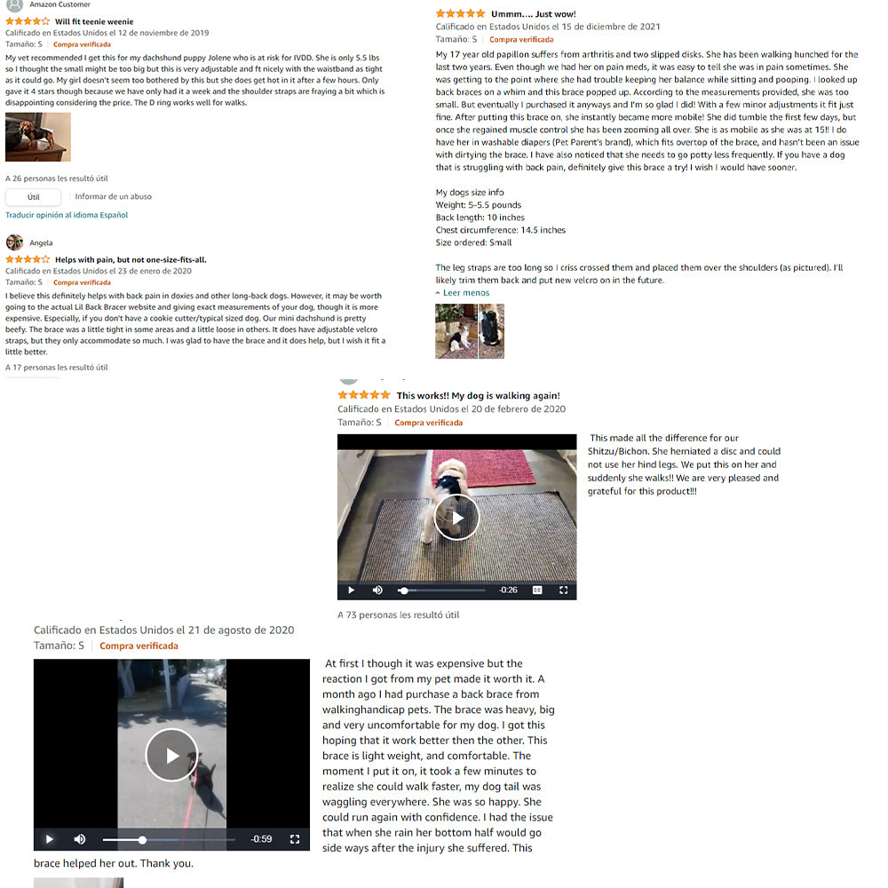 Brace arrière pour chiens avec IVDD