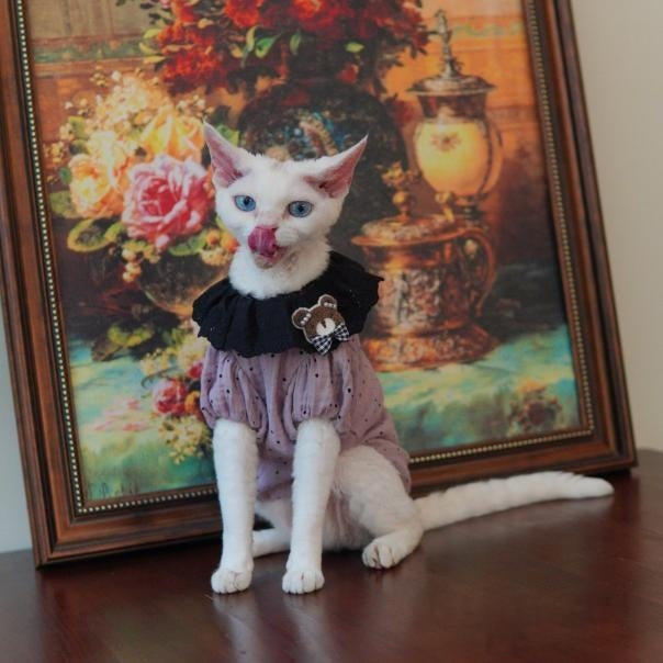 Sphynx Chat Été Violette robe de coton à point de Polka avec collier de dentelle noire et ours en peluche Acce
