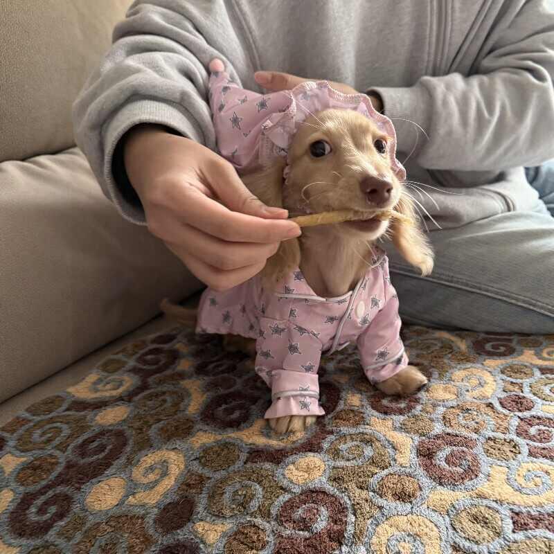 Pyjama et vêtements de chien sont minces