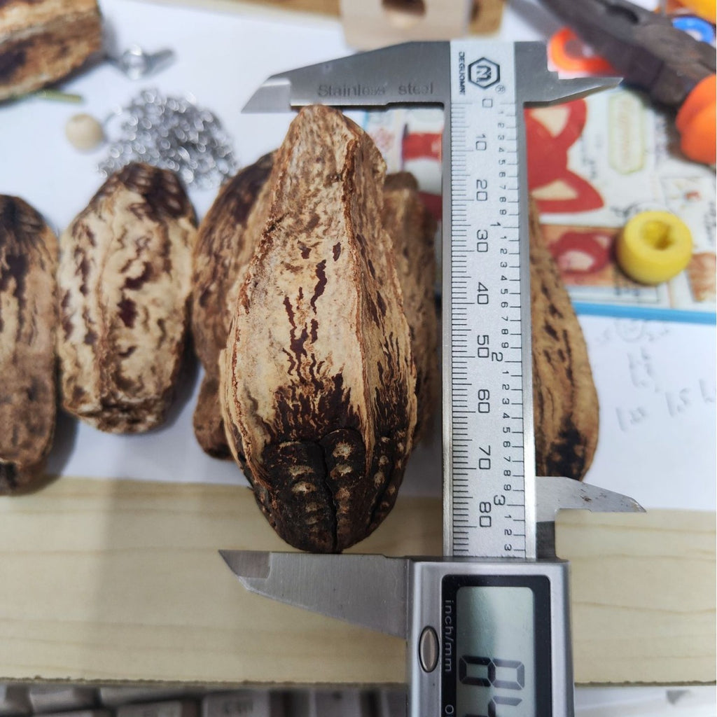 Carambola Noyau d'oiseaux Jouet d'oiseaux Fruits séchés comestibles