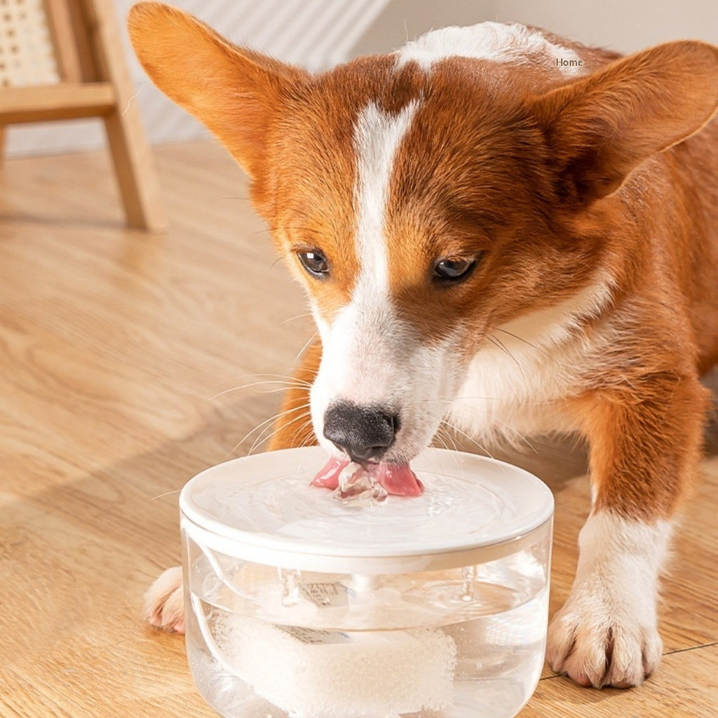 Fontaine d'eau pour animaux de compagnie filtrant automatique pour chats et chiens