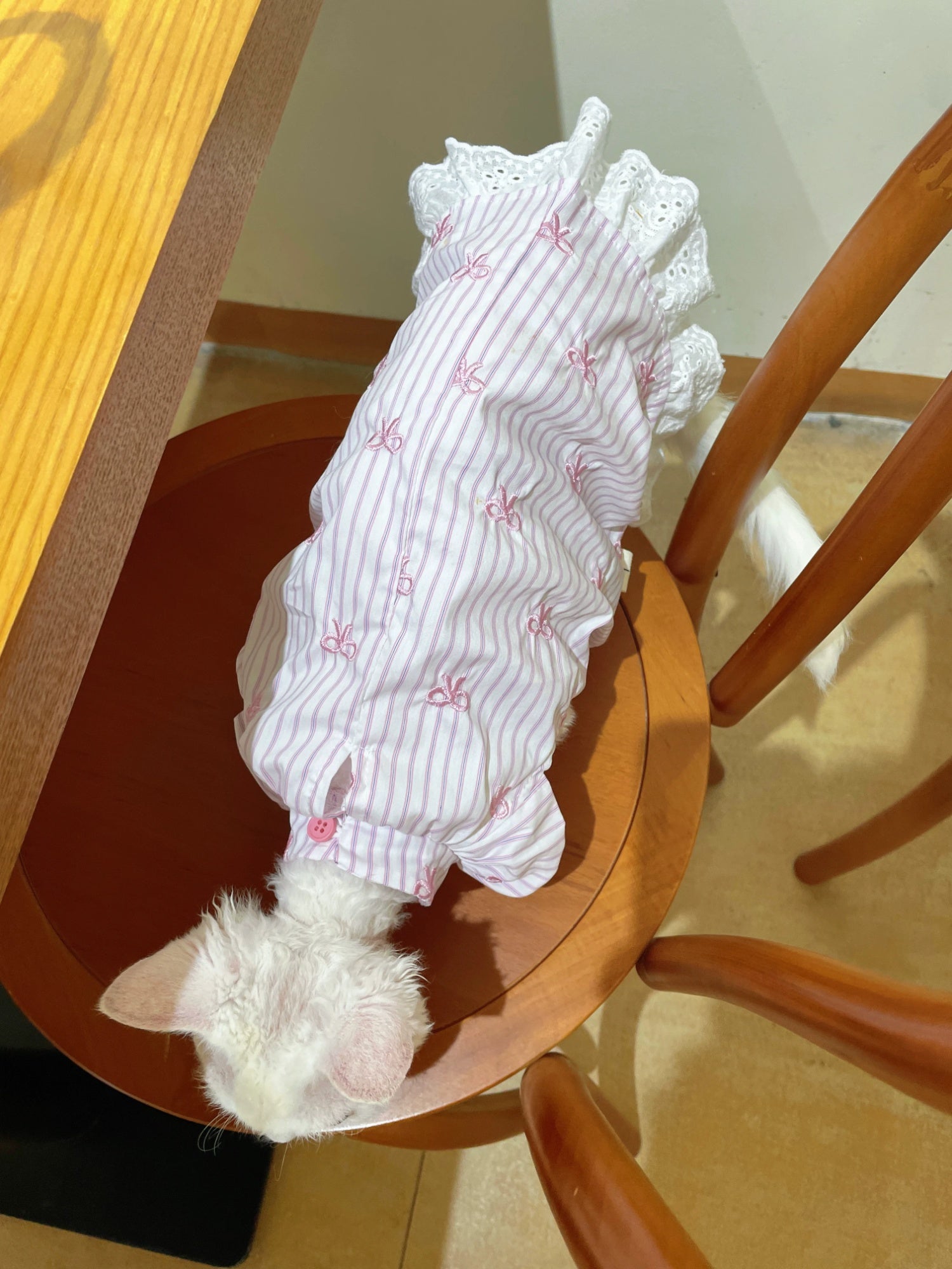 Vêtements de chat sans cheveux Robe de Bowknot brodée d'été