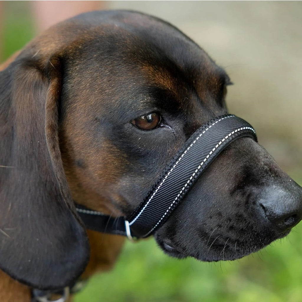 Muselière Anti-Bite intégrée et laisse pour chiens et distributeur de plomb et de déchets