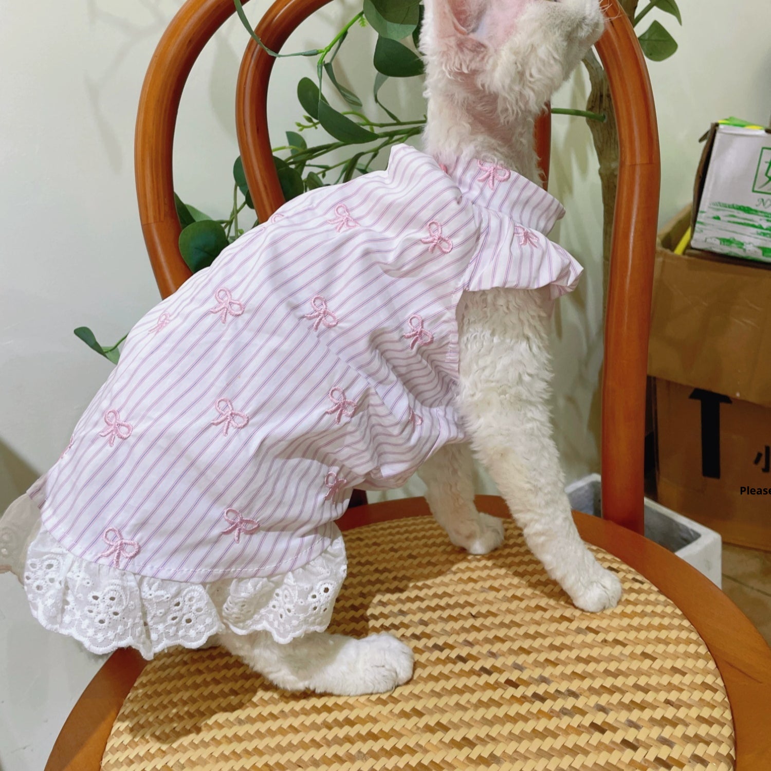 Vêtements de chat sans cheveux Robe de Bowknot brodée d'été