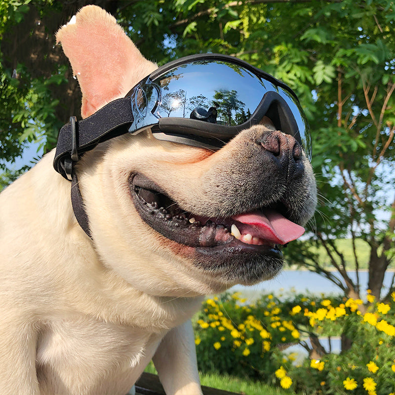 Lunettes de soleil pour animaux de compagnie Verres à vent pour chiens Accessoires Gants