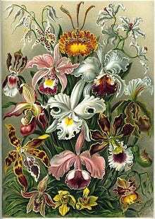 Zoe Rose et peinture diamant huile de lavande