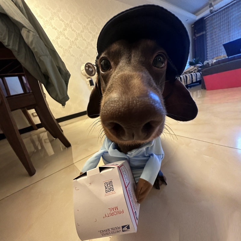 Chien Express Costume de chien Petit chien Vêtements d'Halloween