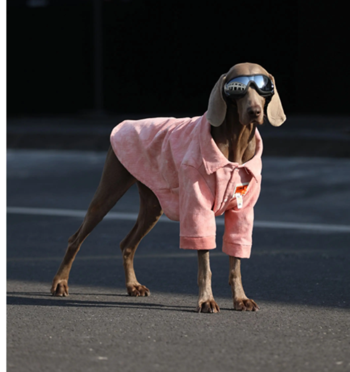 Vêtements de chien pour grandes races Labrador