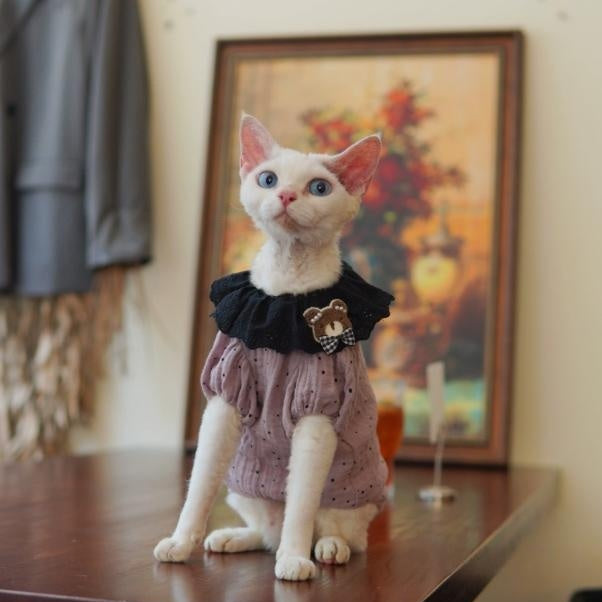 Sphynx Chat Été Violette robe de coton à point de Polka avec collier de dentelle noire et ours en peluche Acce