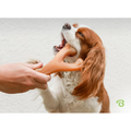 Jouet à croquer pour chien durable Wishbone pour les brochettes agressives