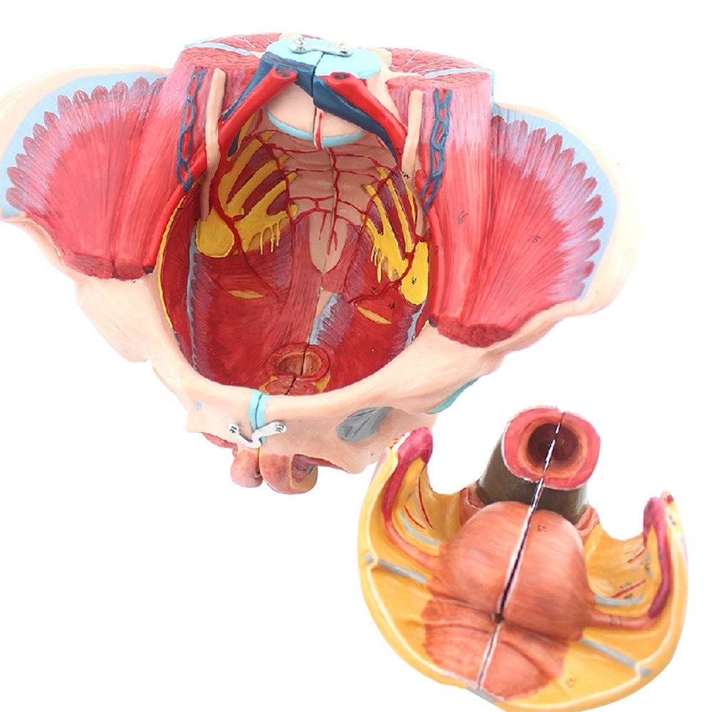Modèle anatomique des muscles du plancher pelvien attachés à la femelle humaine Pelvis