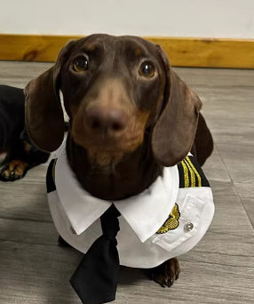 Dachshund Dog drôle vêtements Halloween costume