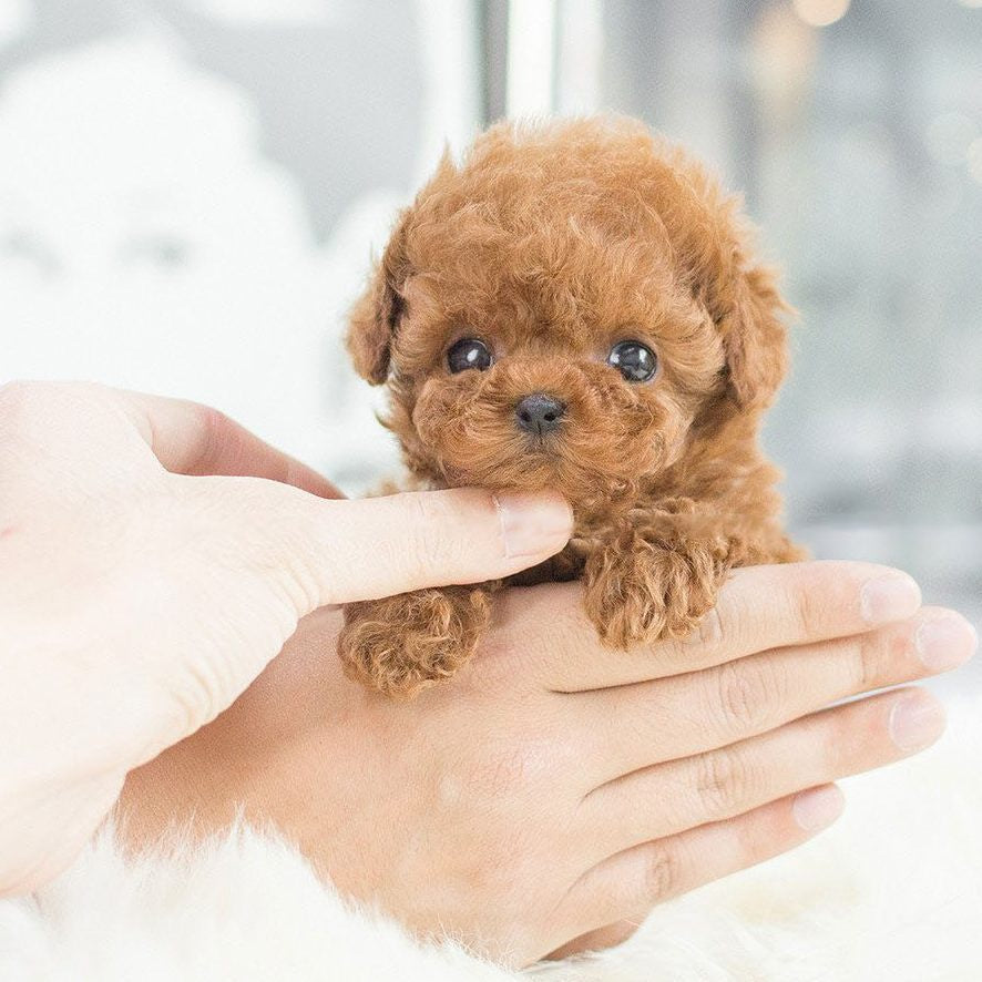 Robot Puppy Poupée en peluche courte