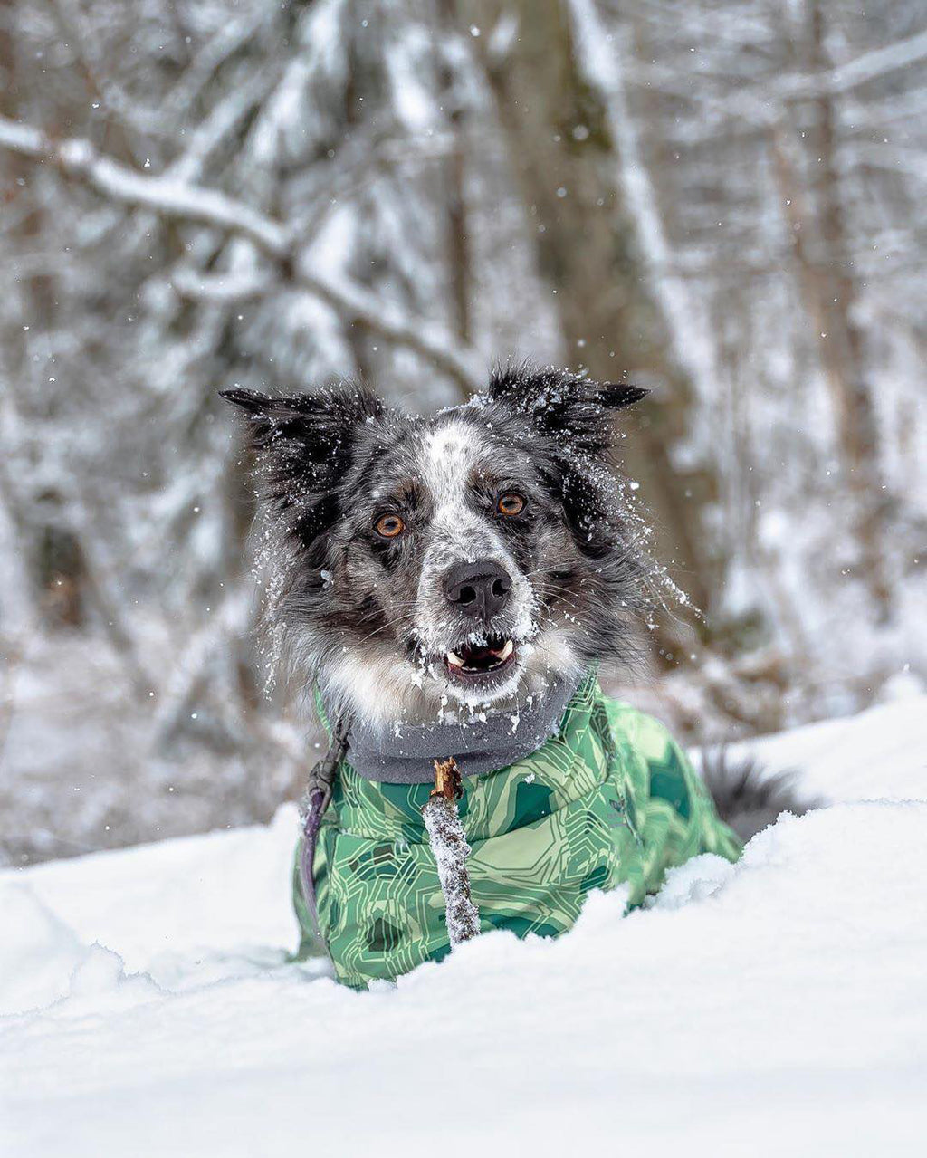 Veste en Coton Grand Chien imperméable à la neige chaude en automne et hiver