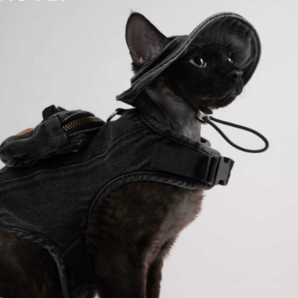 Veste de traction réglable et chapeau de pêcheur pour marcher un chat dans Devon.