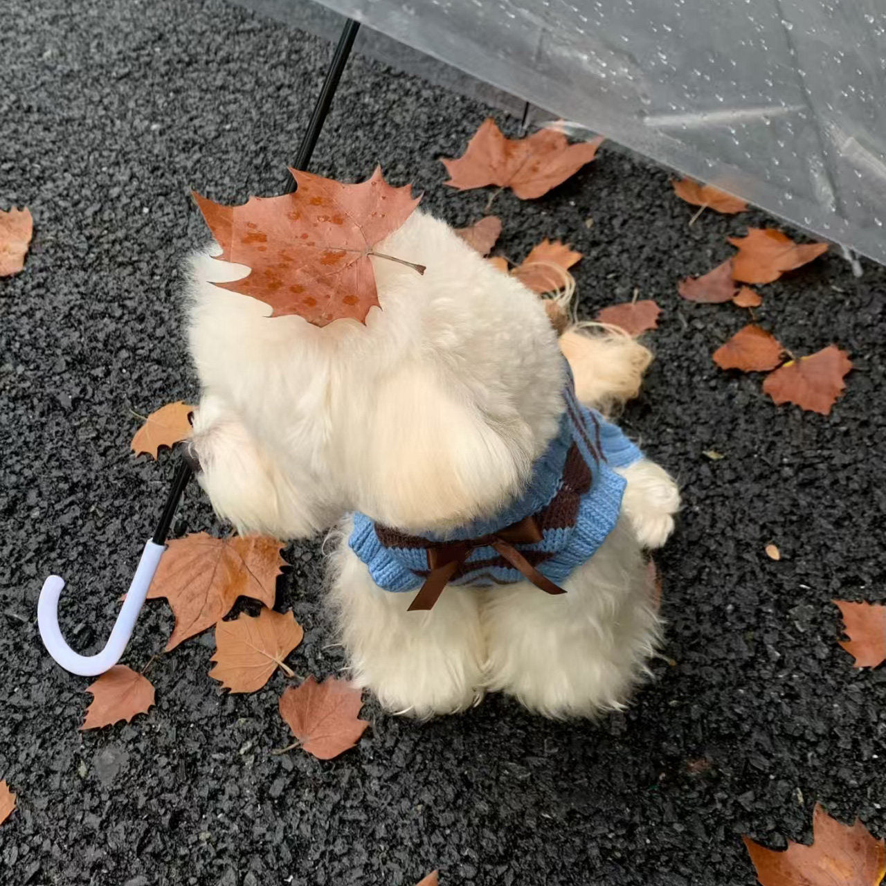 Chandail chaud pour petits et moyens chiens et chats