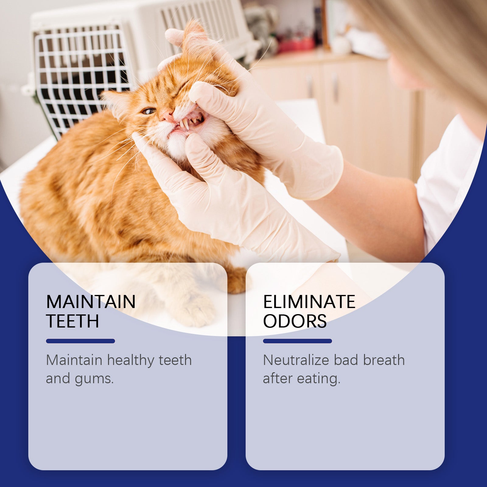 Poudre de nettoyage des dents des animaux de compagnie