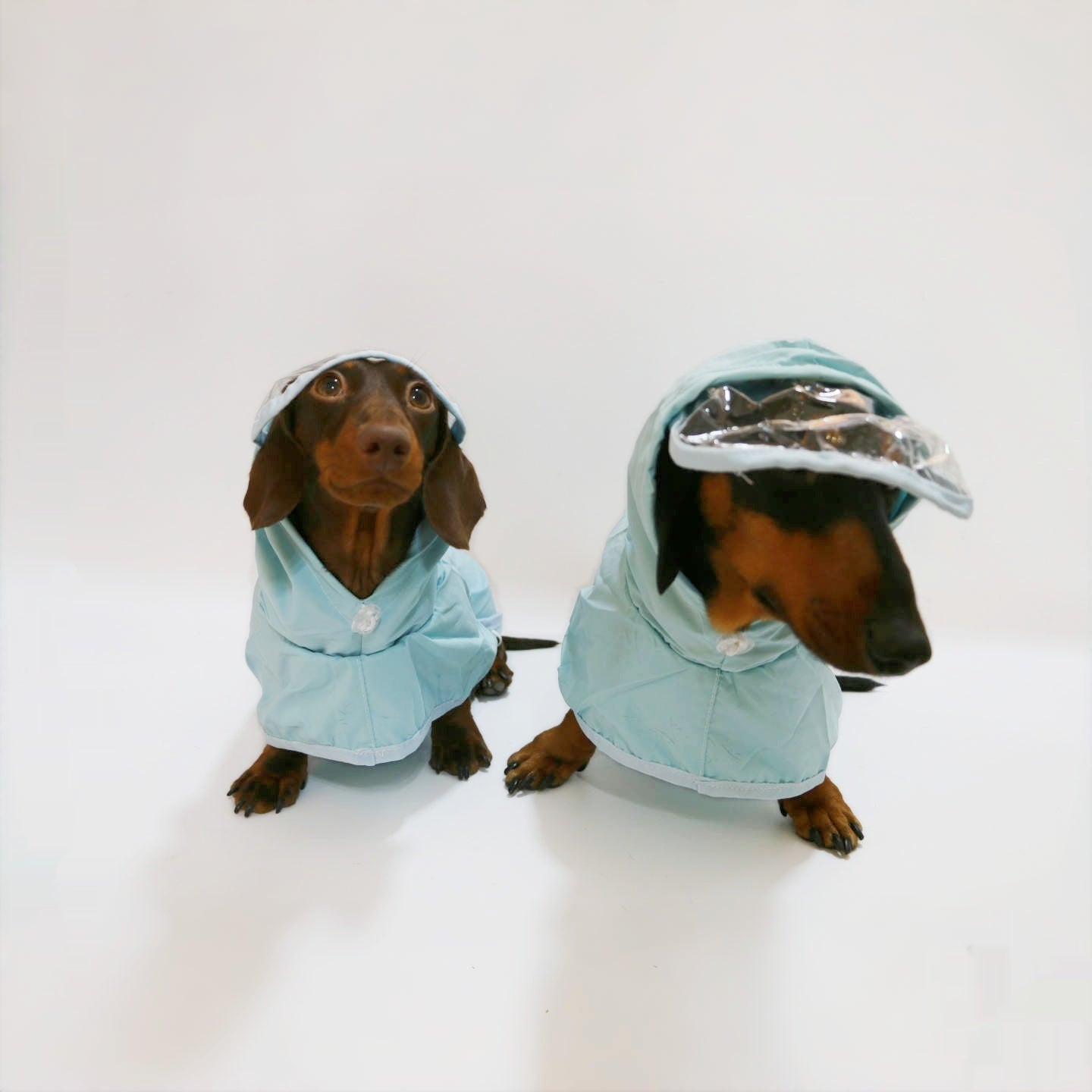 Poncho imperméable à capuchon pour chien